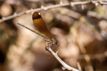 Detail of a scarlet dragonfly (Calopteryx haemorrhoidalis) perched on a branch on a sunny summer morning in Andalusia (Spain)