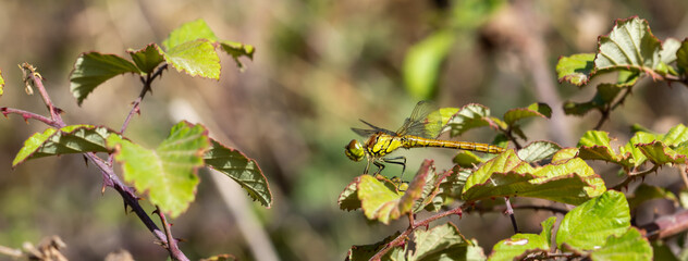 Detail of a green dragonfly (Sympetrum striolatum) perched in the sun among the leaves of a bramble one summer morning in Alfacar (Granada, Spain)