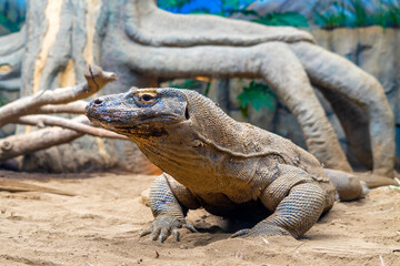 Portrait of the Komodo dragon ( Varanus komodoensis ) is the biggest living lizard in the world. On...