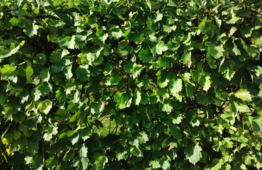 Fototapeta na wymiar Summer leaves on green bush background