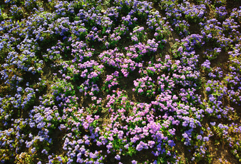Obraz premium Summer purple flowers nature backdrop