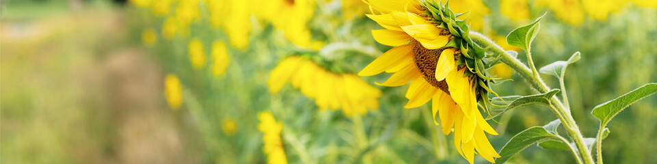 Universal Linkedin banner for different professions with sunflower
