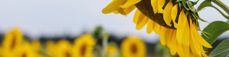 Universal Linkedin banner for different professions with sunflower