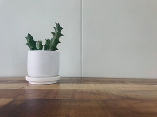 Cactus plant in a vase