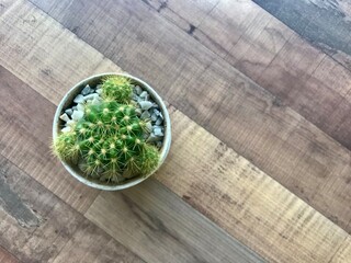 Cactus in the white vase 