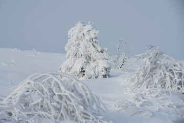 Winter christmas forest with falling snow and trees. Landscape with snowy forest with frozen trees after snowfall.