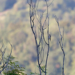 Obraz premium Little bird standing on a branch with the cloudy sky in the background