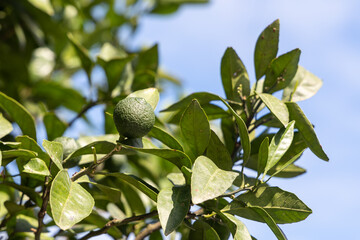 Group of fresh green mandarins with green leaves is on the tree in the garden