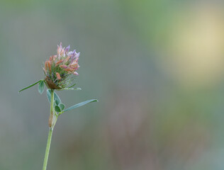 Close-up photo of a beautiful knotted clover (Trifolium striatum) with a blurry background