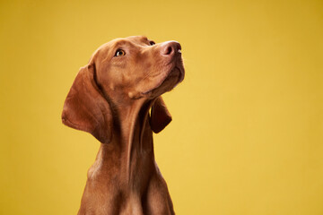 dog on on a yellow background. Charming and emotional Hungarian Vizsla