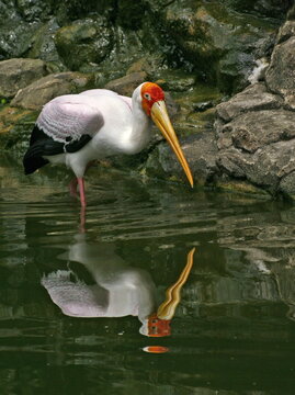 milky stork in the water