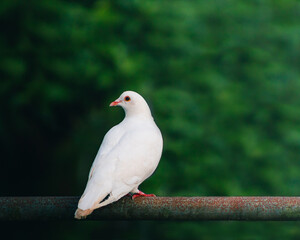 Beautiful wild white dove portrait background in the forest standing on metal tube.