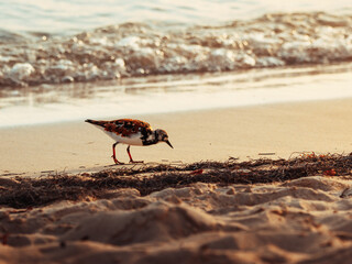 Rudy turnstone bird isolated from puerto rico in the beach under the sunset 