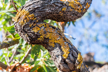 Dry moss on the surface of a tree.