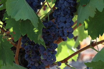 Videira com cachos de uvas maduras 