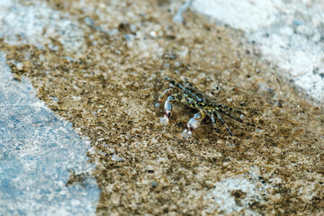 Cute little black crab crawling on brown beach rock at sea coast close view. Small piece of rocky beach washed by clear blue water