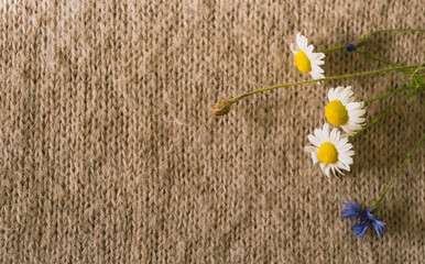 beige cosy knitted background with camomile flowers. clothes care. knitted textile and pattern. copy space  and place for text. autumn lifestyle, hygge