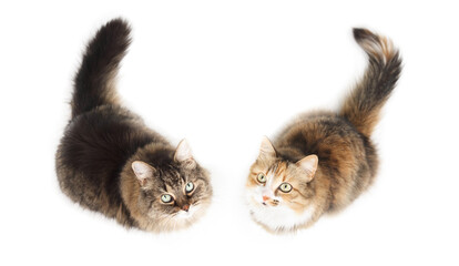 Two cats sitting while looking up at camera. High angle view or top view of fluffy senior tabby cat...