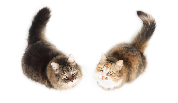 Two Cats Sitting While Looking Up At Camera. High Angle View Or Top View Of Fluffy Senior Tabby Cat And Calico Kitty. Cats Waiting For Food Or A Treats. Selective Focus On Face. Isolated On White.