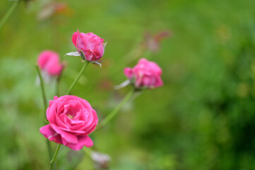 Rose bush pink color petals