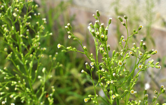 Erigeron canadensis grows in nature