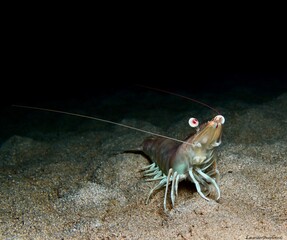 Shrimp - Pulchricaudatus sp. from Cyprus Mediterranean Sea 