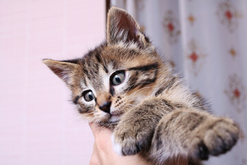 Little grey kitten in hand, closeup portrait