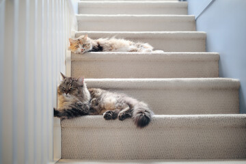 Two cats lying on the stairs. Front view of fluffy senior tabby cat and calico kitty resting relaxed in the staircase with carpet. Cat friends, pet friendship and companion concept. Selective focus. - obrazy, fototapety, plakaty