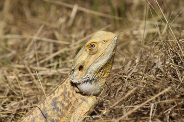 Bearded Dragon