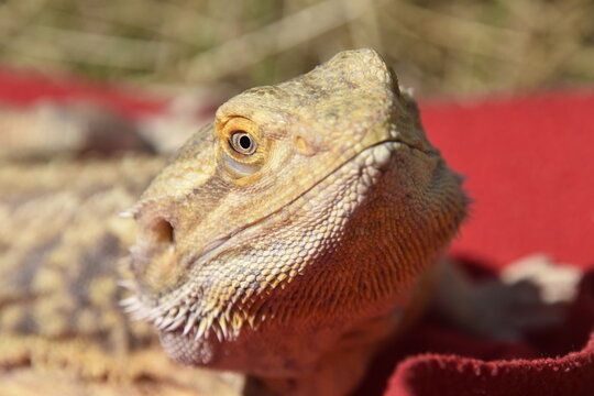 Bearded Dragon