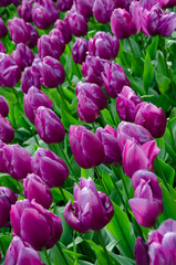 Purple Tulips