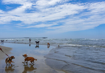 Dog Beach California