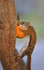 Red Squirrel chipmunk eating orange with funny posture.  
