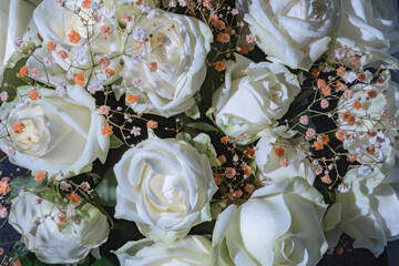 White roses with a yellow tint. close-up. big buds