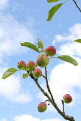 Apples and leaf growing on branch shot against blue sky background