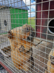 Orange Alpine marmot animal in metal cage for metal sites in red. Nails and feet are visible