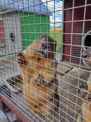 Orange Alpine marmot animal in metal cage for metal sites in red. Nails and feet are visible