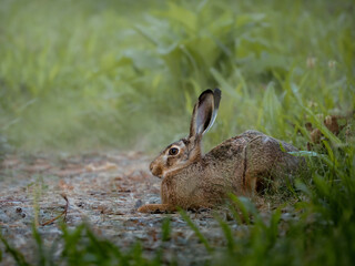 rabbit in the field