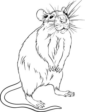 Rat vector black and white line drawing
