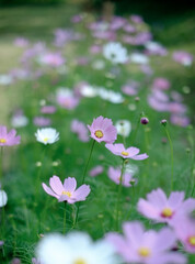 Close up macro shot of white cosmos and pink cosmos flower in garden