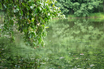 alder tree branch with green leaves bent over the calm water surface of lake