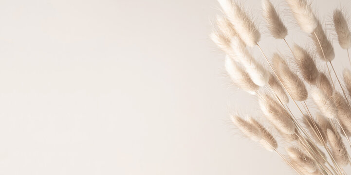 Beautiful flowers composition. Dry rabbit tail flower on beige background. Floral minimal home interior design concept.