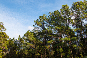 Moon in the day