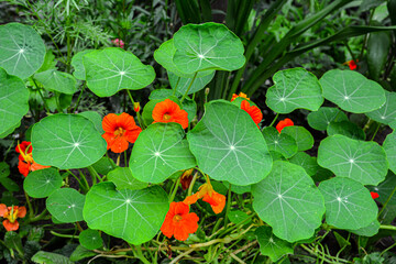 Close-up image of Vibrant orange Nasturtium flowers (Tropaeolum majus)