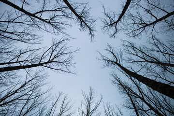 Silhouettes of trees in the forest