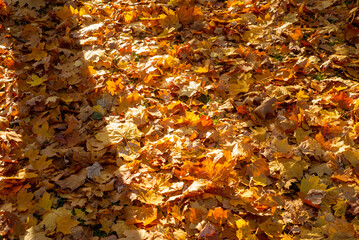 Many different autumn leaves covering the ground