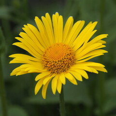 Doronicum orientalis flowers close-up. Leningrad region, Russia.