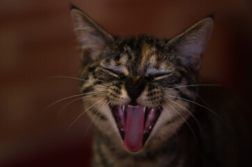 Portrait of a gray cat sneezing
