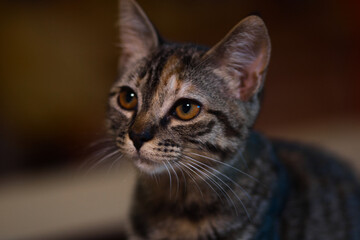 Gray cat looking to something