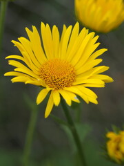 Doronicum orientalis flowers close-up. Leningrad region, Russia.